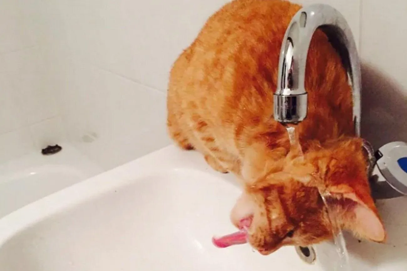 27. The Comical Conundrum of the Thirsty Cat.jpg?format=webp