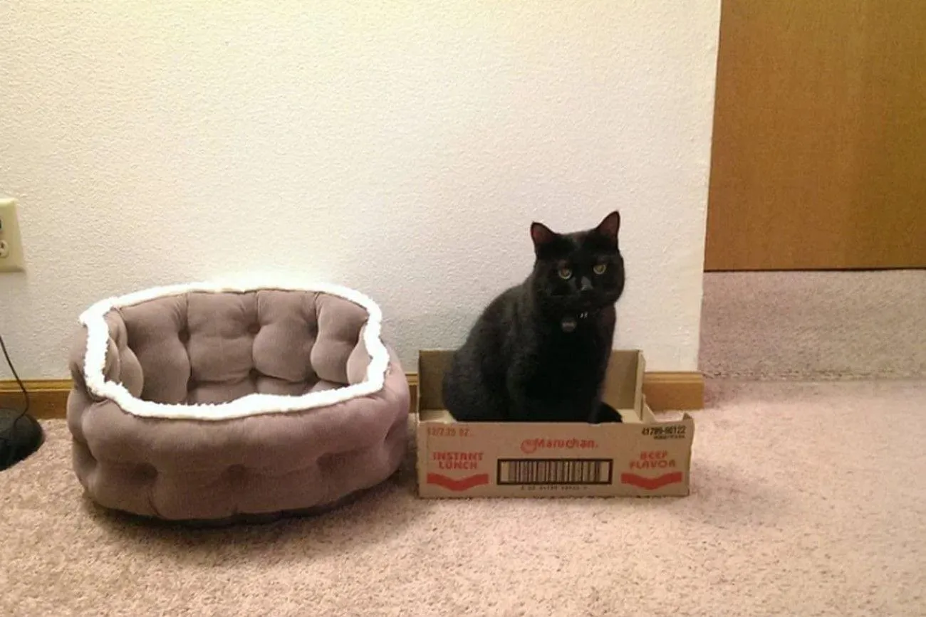 2. Cat Beds Are a Waste of Money.jpg?format=webp
