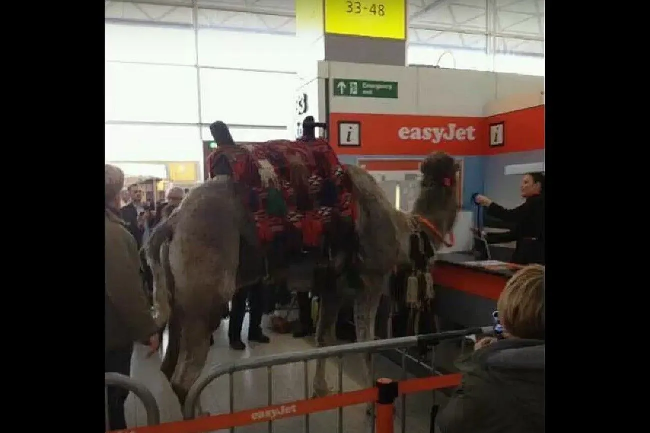 Camel at the airport.jpg?format=webp