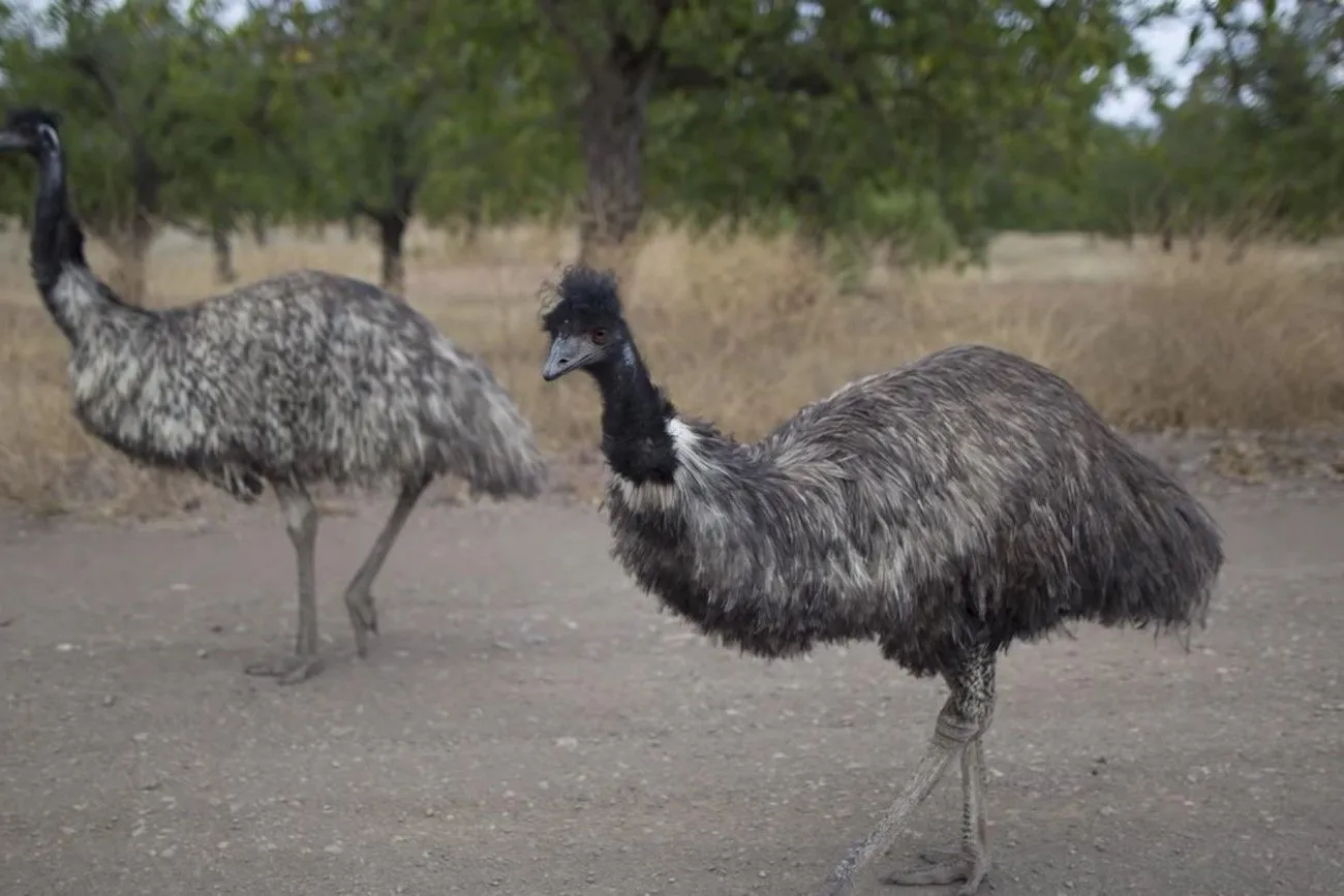 Emu War.jpg?format=webp