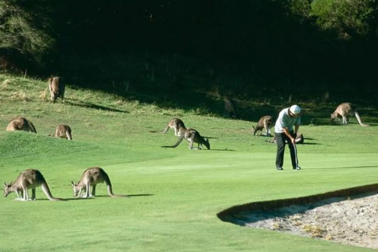 Kangaroo and golf.jpg?format=webp