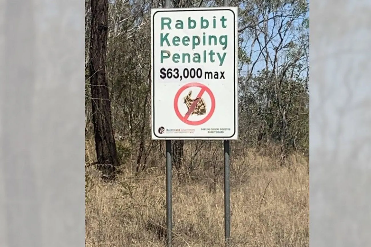 Rabbit keeping penalty.jpg?format=webp