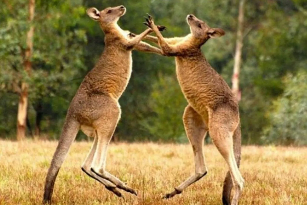 The Kangaroo Boxing Fight.jpg?format=webp
