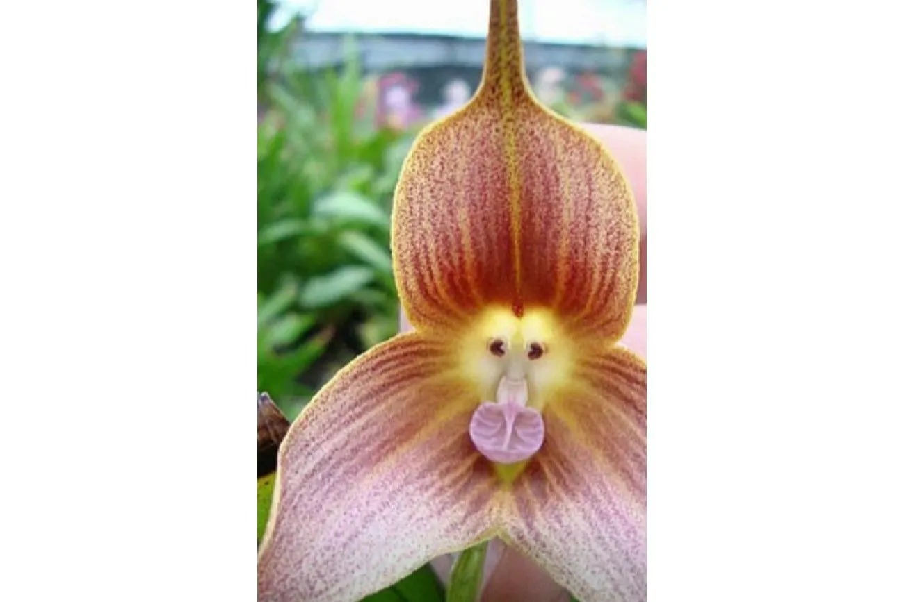 The Orchid Has A Face.jpg?format=webp