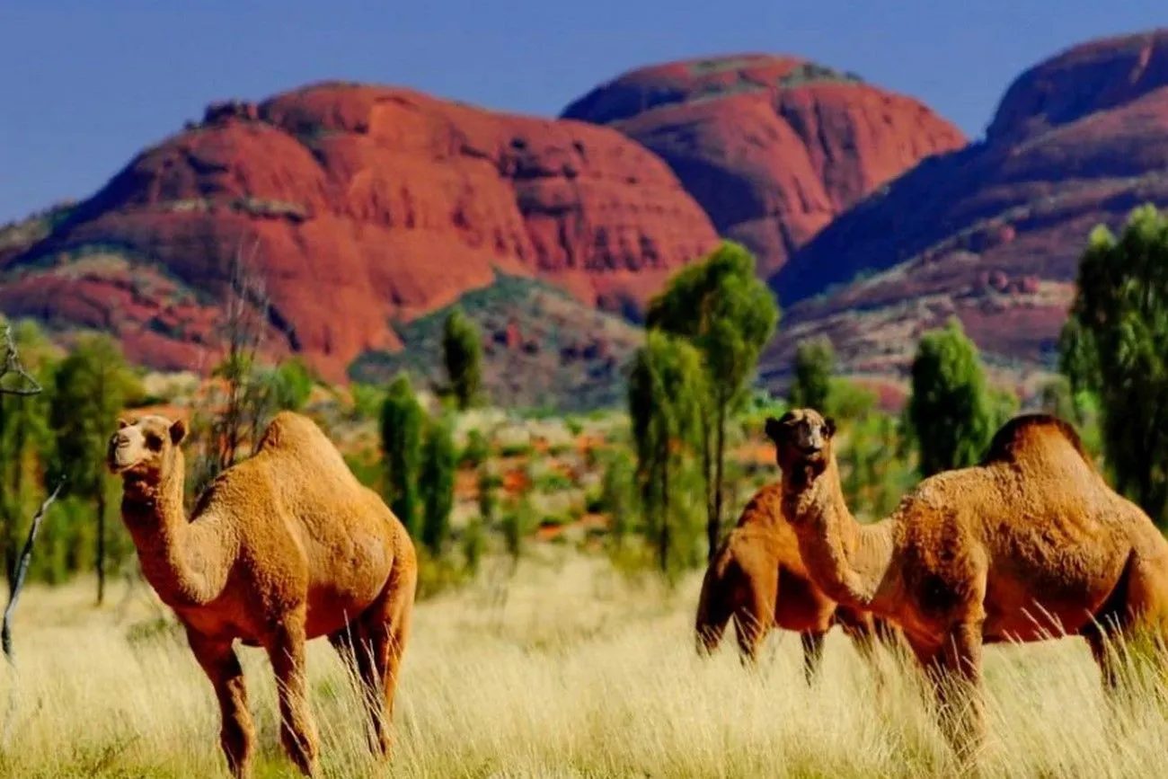The largest herds of camels.jpg?format=webp