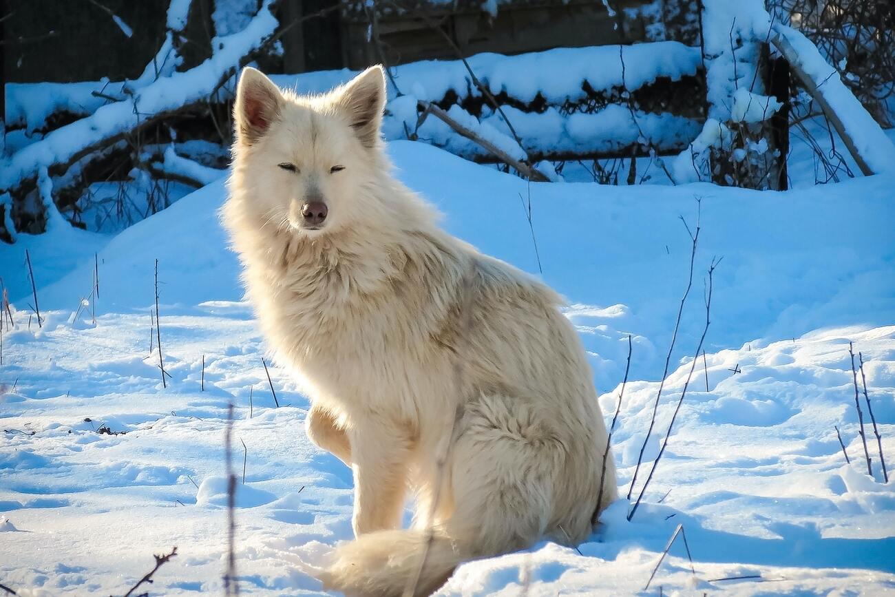 Scientists have named the breeds of the smartest dogs