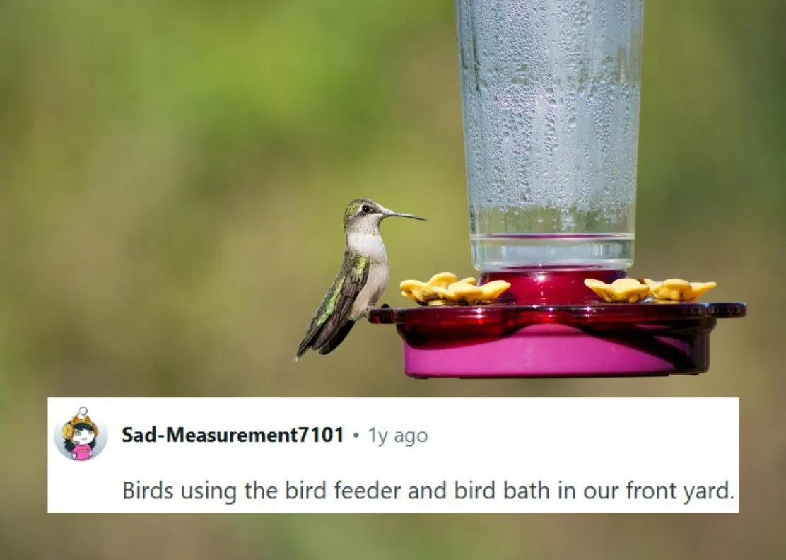 41.jpg?format=webp