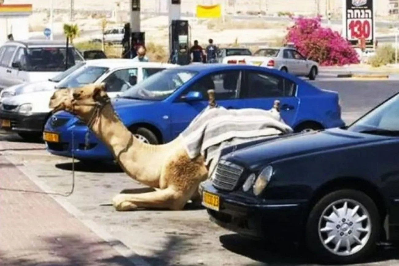 Camel in parking.jpg?format=webp