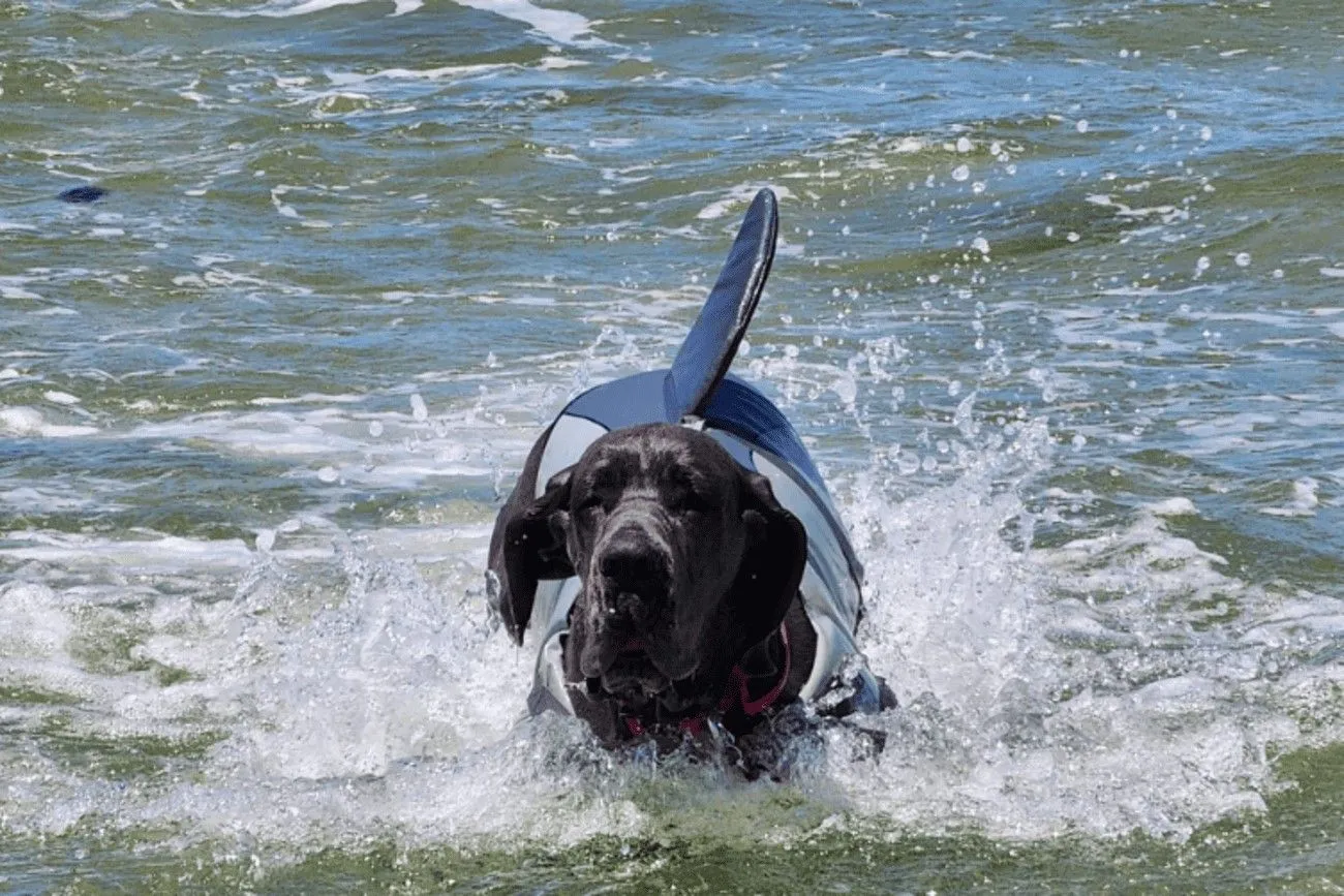 Jaws of a Shark.jpg?format=webp