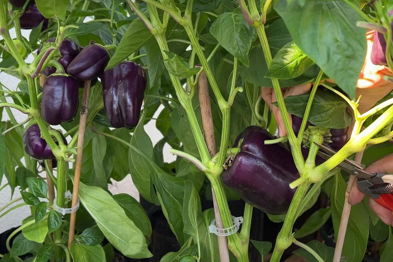Purple peppers.jpg