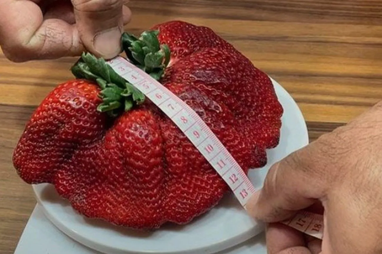 Record’s strawberry .jpg?format=webp
