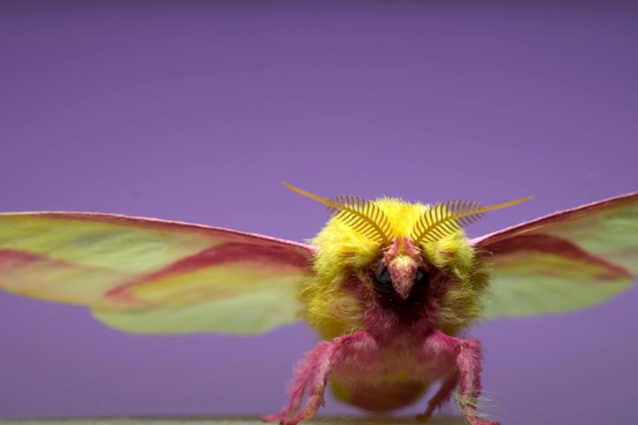 Yellow and Pink Moth.jpg